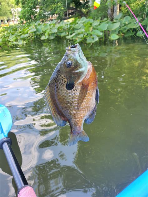 Red-worms, flies, and crickets are the most effective baits. . Best bluegill fishing in indiana